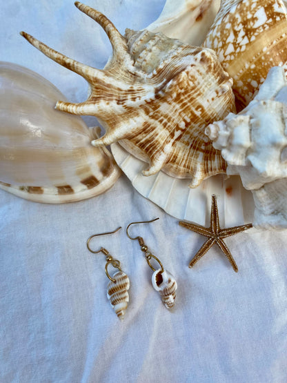 Conch Shell Earrings